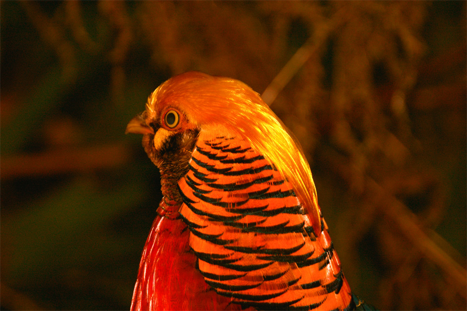 What nature is able to produce. Golden Pheasant or “Chinese Pheasant”, (Chrysolophus pictus).