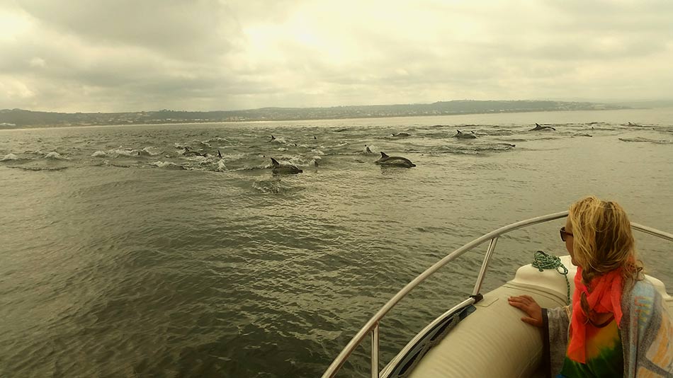 Dolphins - Plettenberg Bay