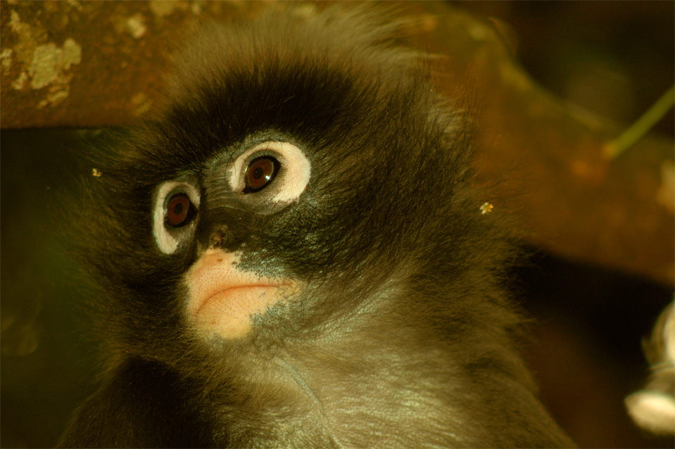 The spectacled langur (Trachypithecus obscurus).
