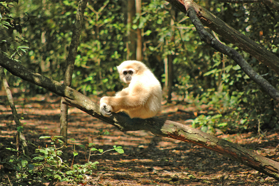 A beautiful Lar Gibbon (Hylobates lar) sits on a trunk of a tree.