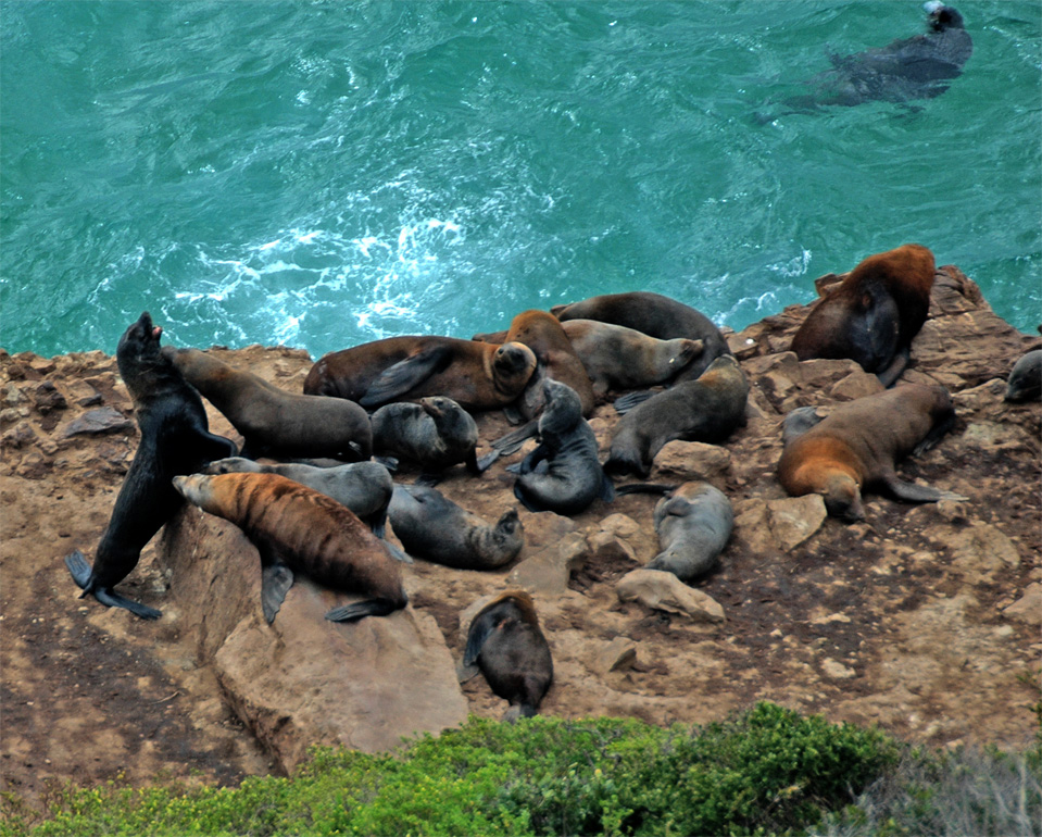 With binoculars you can observe the fur seals by lazing around. After hunting and playing they need a rest.