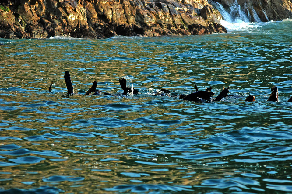 A marine ballet of the fur seal in the afternoon.