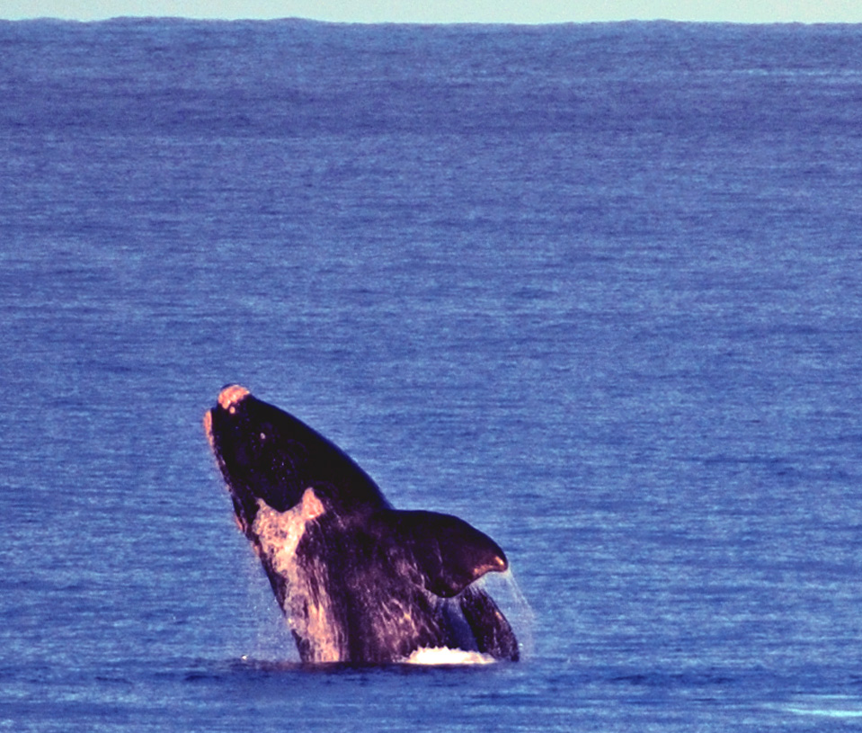 Plettenberg Bay whales | Jumping Southern Right Whale in the Bay of Plettenberg. You identify them by the shape of the flipper.