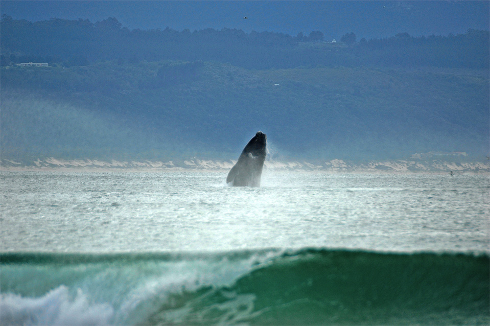 Plettenberg Bay whales | A Southern Right Whale heave himself out of the water in the Bay of Plettenberg.
