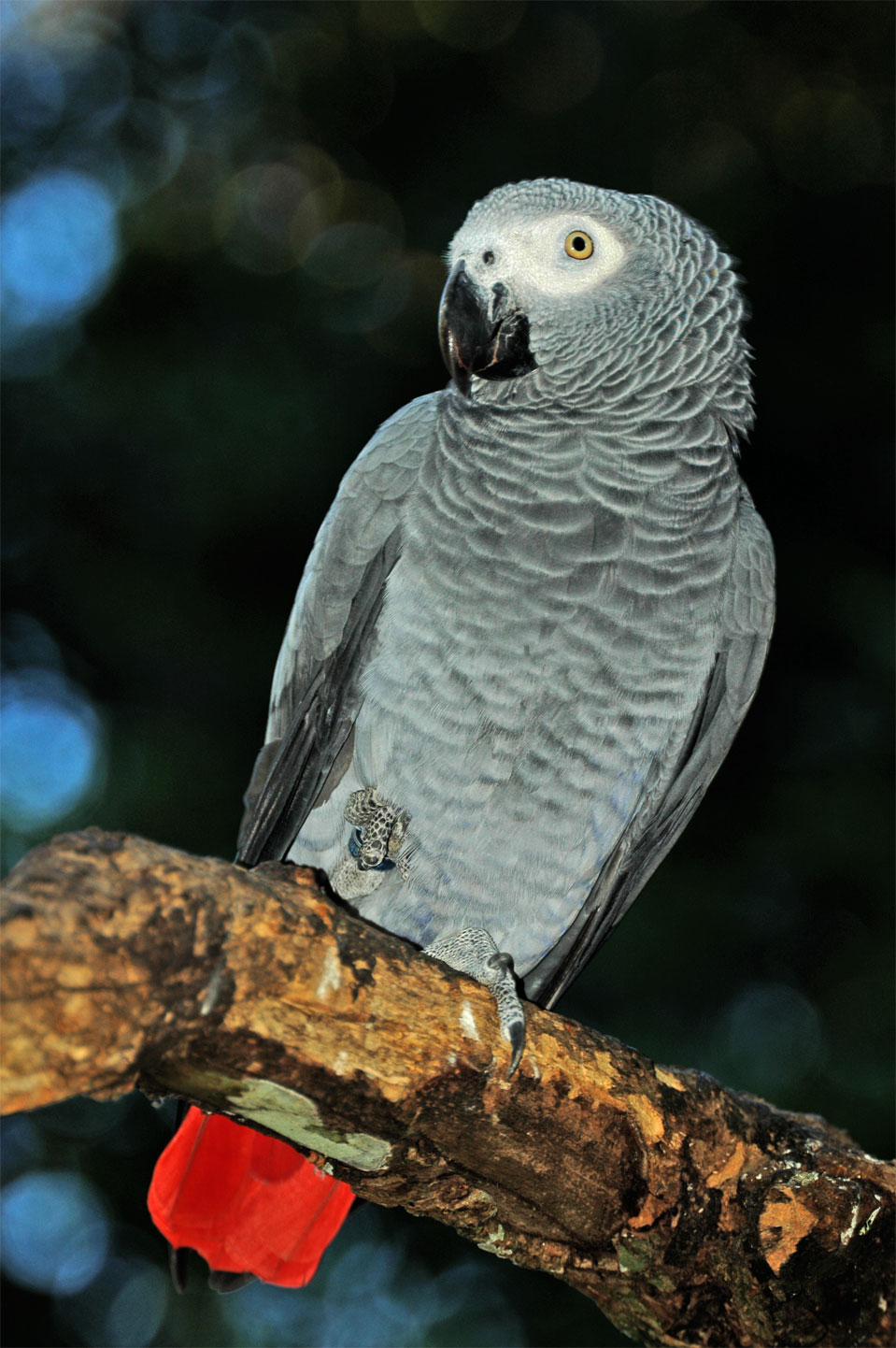 A African Grey Parrot (Psittacus erithacus).