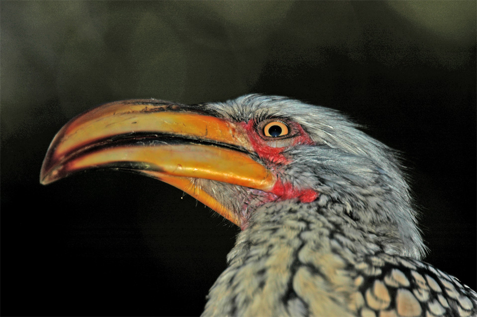 The Southern Yellow-billed Hornbill (Tockus leucomelas).