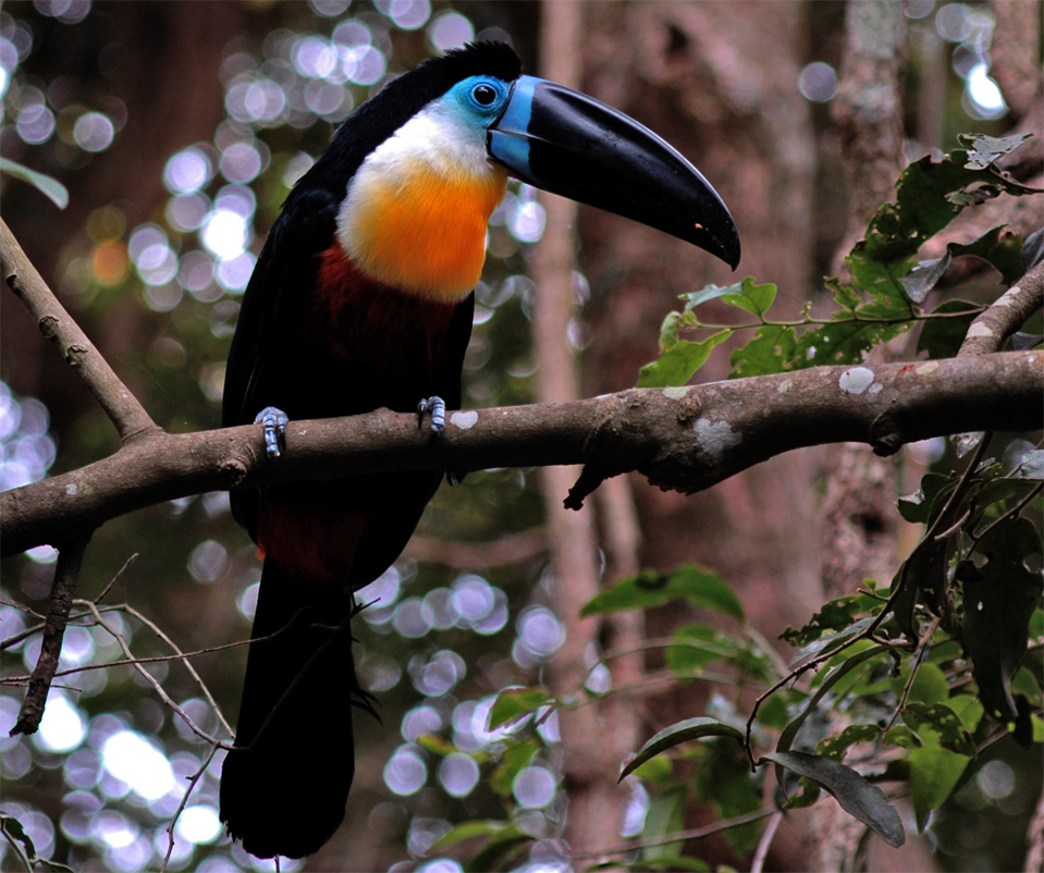 A marvellous, colourful Toucans (Ramphastidae).
