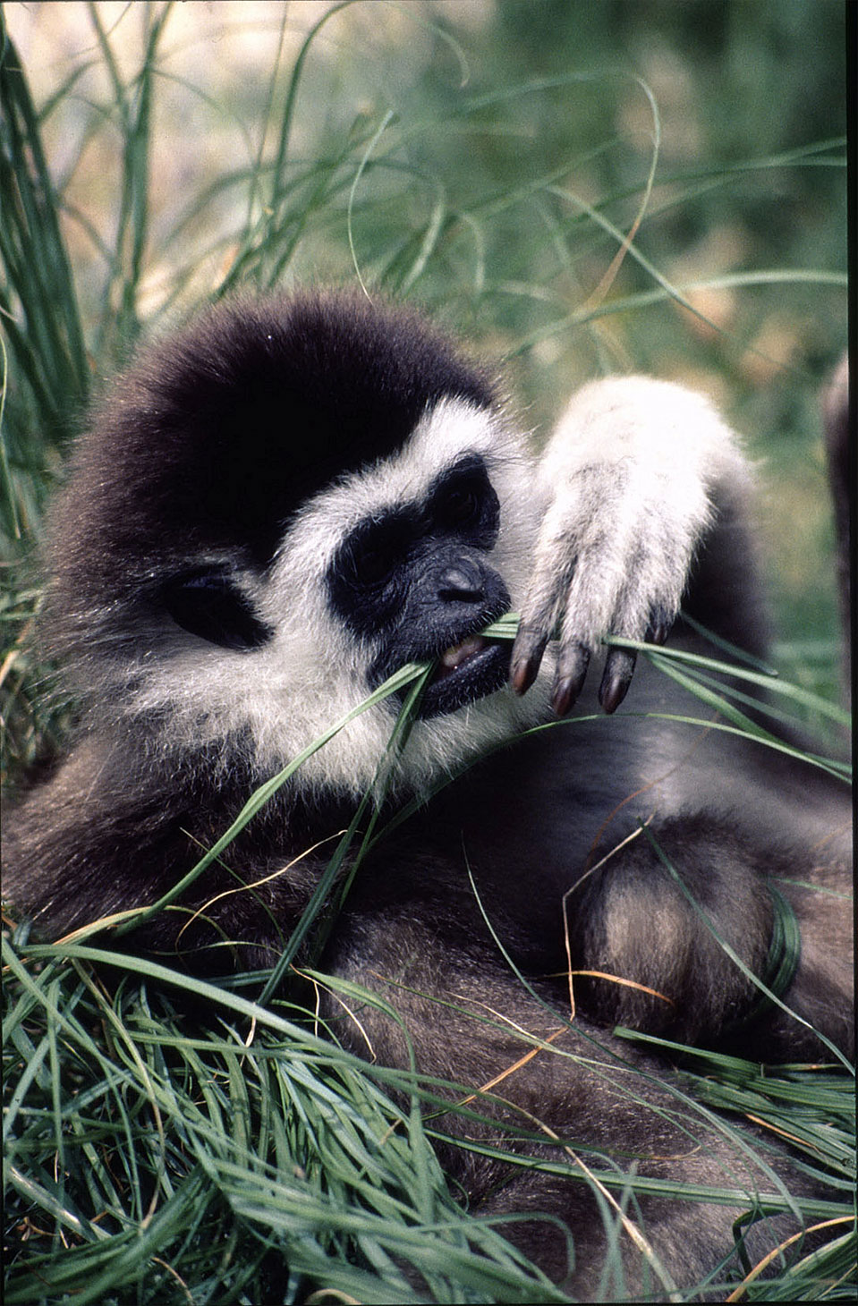 The lar or white-handed gibbon (Hylobates lar).