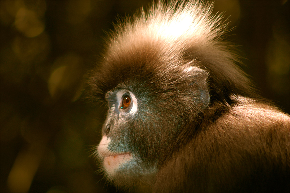 The face of the spectacled langur (Trachypithecus obscurus).