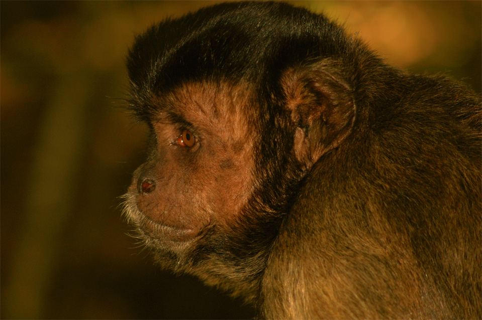 The capuchin monkey (Cebus olivaceus).
