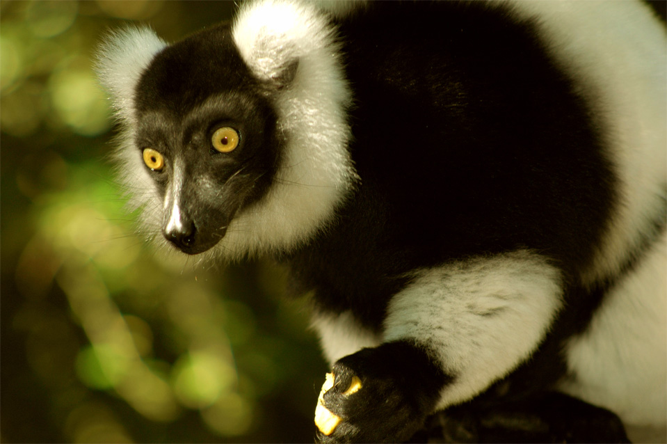 Black & White Ruffed Lemurs (Varecia variegata variegata).