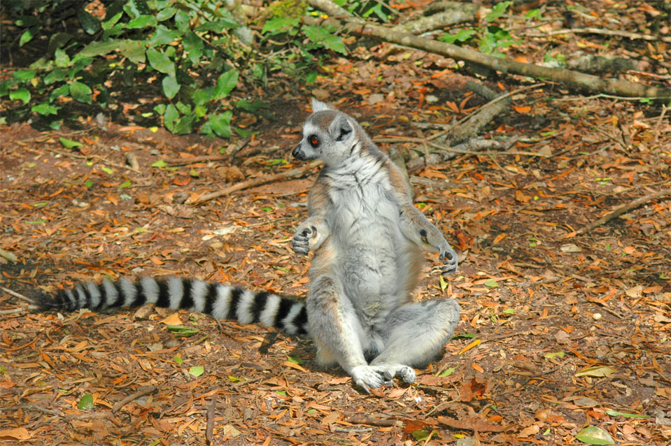 A Katta (Lemur catta) in its typical sit posture! Looks like a meditate Buddhist.