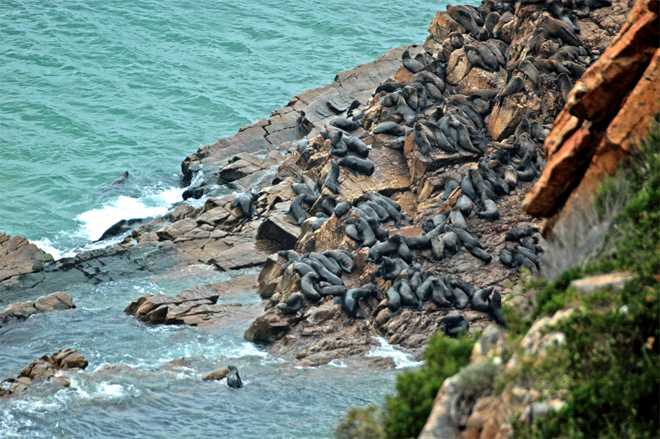 Making a hiking trip at Robberg Nature Reserve you are able to observe the fur seal colony right from the top.