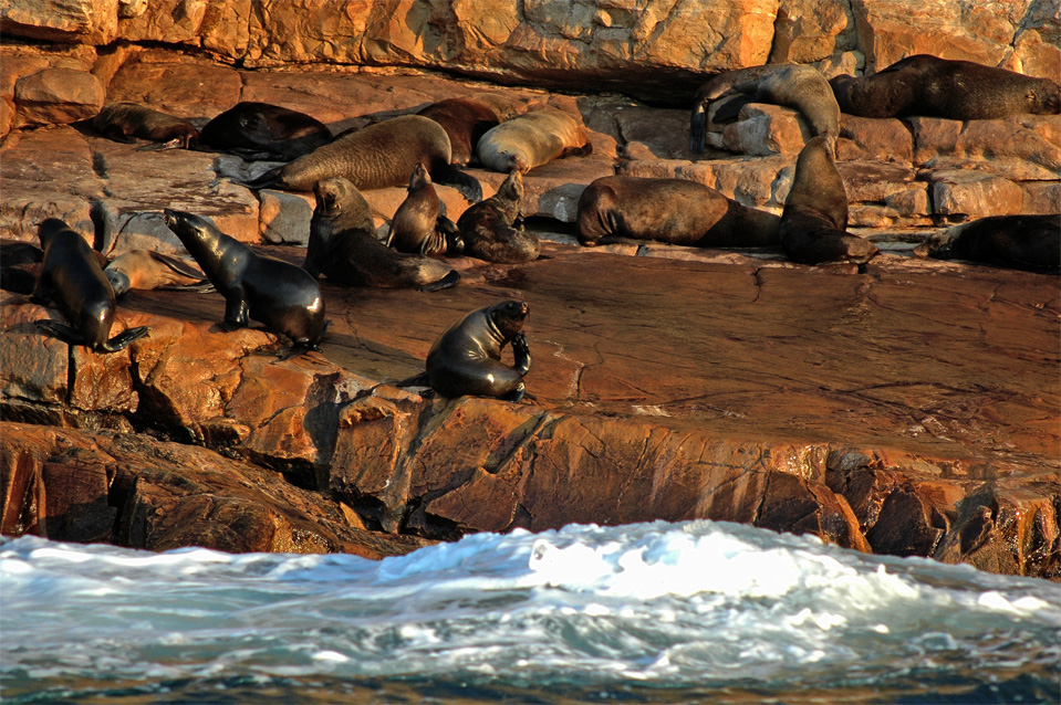 Our fur seals living on the rocky coastline of Robberg Nature Reserve in Plettenberg Bay.