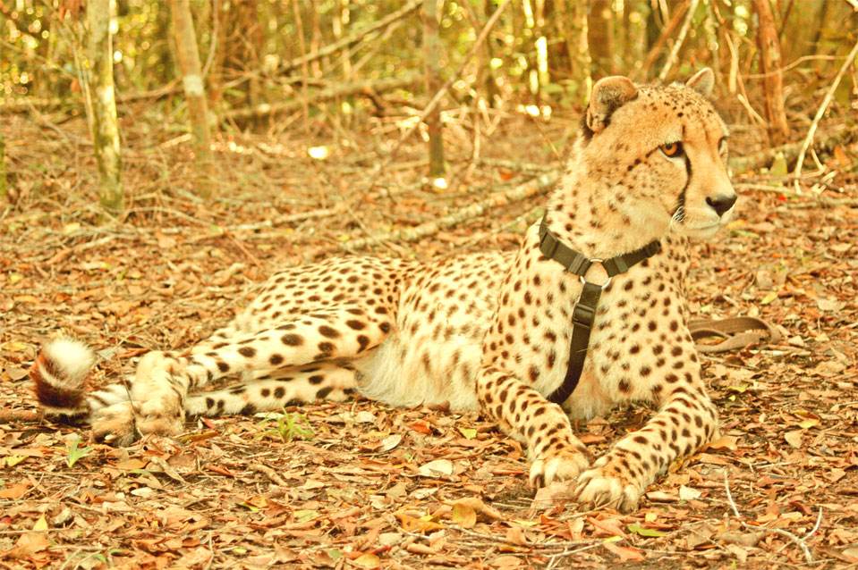 I’m a Cheetah male and 6 years old in the year 2013.