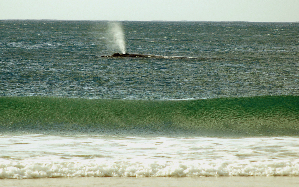 Plettenberg Bay whales | You can see clearly the blow out of a Southern Right Whale in the Bay of Plettenberg.