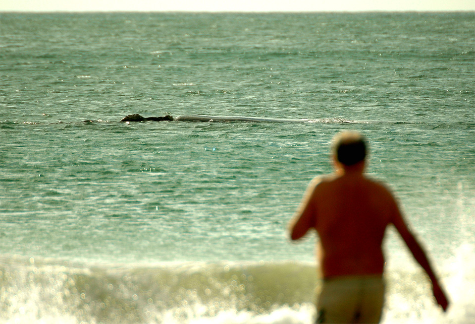 Plettenberg Bay whales | Man is going to swim to the whale close at the beach.