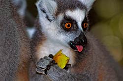 Ein Katta Lemur bei der Nahrungsaufnahme in Monkeyland bei Plettenberg Bay.