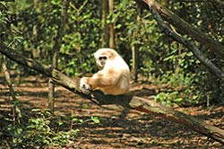 Ein Gibbon relaxt in Monkeyland bei Plettenberg Bay.