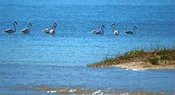 Flamingos in der Lagune von Plettenberg Bay