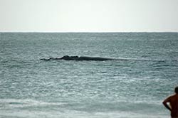 Ein Mann steht am Strand von Plettenberg Bay und schaut einem Wal beim Relaxen zu.